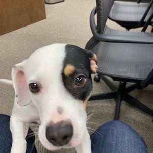 Meet your Posher, Ginger